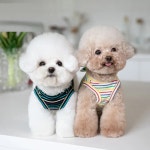vchong pet luv 레인보우 스트라이프 민소매 티셔츠 : 이보개