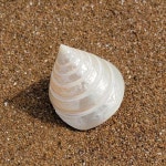 수조용품 다채로운 물고기집 장식 소라 : 멜로우몬