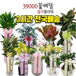 39000꽃배달 삼구플라워 사구 49플라워 화환35000 43 45 49 59 오구플라워 : 39000꽃배달 삼구플라워