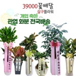 39000꽃배달 삼구플라워 사구 49플라워 화환35000 43 45 49 59 오구플라워 : 39000꽃배달 삼구플라워