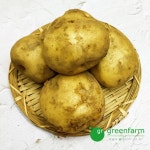 감자 1kg (4~5개)-햇감자 : 싱싱채소 그린팜