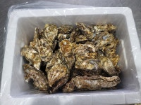 통영 어장직송 석화 하프쉘 생굴 5KG 10KG : 생선마켓