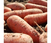 봉이네농장 신선한 국내산 당근 2kg (중) : 구쿠다스