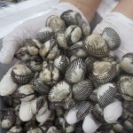 당일조업 국내산 제철 새꼬막 3kg 6kg : 장보리샵