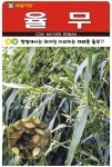 율무(소포장)(50립)가정에서도 쉽게 길러 수확가능한 율무 약초종자(AR) : 신가네