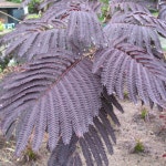 묘목/ 자엽자귀나무 썸머초코릿 포트묘 KK1148 : 선주네