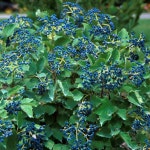 묘목/푸른열매 분꽃나무 (블루머핀) 개화주(분) G0726 : 선주네