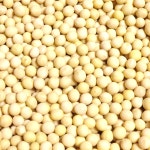 국산 무공해  백태 대두 메주 두유 두부 콩국수 대원 콩 1kg, 1개 : 안동몰