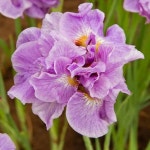 모종/시베리안아이리스(붓꽃)핑크파르페-1포트  G1316 : 선주네