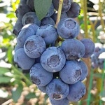 묘목/블루베리-블루크롭  7치화분 (결실주)  G0344 : 선주네