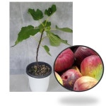 묘목]무화과 승정도후인 17cm포트 NY034 : 선주네