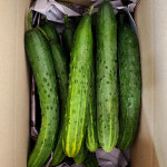 국내산 특품 백다다기오이 백오이 2kg, 1개 : 아리한유통