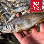 제철 국내산 반건조 참조기 3마리 부세 조기 굴비 구이 : 더꽃게