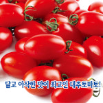 산들마켓 로얄하니레드 토마토 씨앗 20립 달고 아삭한 맛이 최고인 대추토마토 3개+랜덤 씨앗 1개 증정 : 산들마켓샵