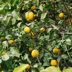 상큼한 프리미엄 레몬 10과 20과 30과 : 태경에프앤비