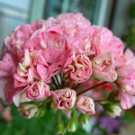 예쁜제라늄 K, 송인 송미경 작품, 깨순이 한국제라늄 농장직송 모종 : 예쁜제라늄농장