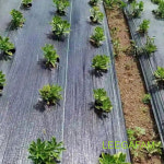 잡초억제 제초 굿이스 50cm 100m 농사용품 차양막 잡초 매트 주말농장 : 이가팸