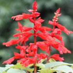 (샐비어) 꽃키우기 화분재배 반려식물 씨앗심기 씨앗키우기 : dongnemart