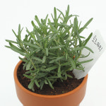 허브키우기 로즈마리화분 향이좋은식물 생태체험키트 : 레스트4유