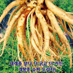 산들마켓 슈퍼도라지 씨앗 2000립 재래종보다 굵고 더 커진 개량종 국내산 품종 3개+랜덤 씨앗 1개 증정 : 산들마켓샵