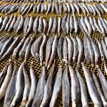 동해안 반건조 양미리 1두름 500g (20미)20cm내외 도로묵 : 더조은 상점
