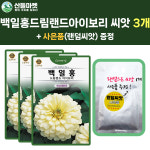 산들마켓 백일홍 씨앗 10립 드림랜드 아이보리 백일홍 왜성대륜 꽃씨 종자 3개+랜덤 씨앗 1개 증정 : 산들마켓샵