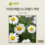 KS종묘 크리산서멈 꽃 씨앗 20립 스노우랜드 국화과 다년생 크리산세멈 꽃씨 종자 : 양동씨앗마켓