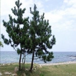 조경수 묘목 /소나무 해송-실생2년 / 연결포트-10개묶음 TN152 : 느티나무아래