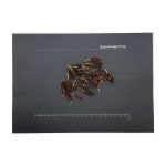 건조 태산목 꽃 Southern Magnolia grandiflora 100g : 주식회사 바이어브릿지