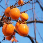 상상정원 둥시 감나무 묘목 - 분묘 : 상상정원