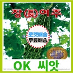 OK씨앗 장여주 여주씨앗 종자 오케이농장 1개 : 수평백성