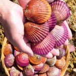 쫄깃한 통영 홍가리비 2kg 50미 내외 : 오이소마트