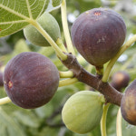 상상정원 승정도후인 (무화과) 묘목 - 삽목묘 : 상상정원