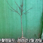 나무생각 / 감나무 / 태추단감 / 3년생 / 결실주 : 착한가격 나무생각
