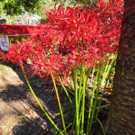 상상정원 꽃무릇 (석산) 구근 - 1망 10구 : 상상정원