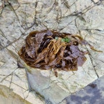 곰피 미역 2kg : 코리아 프레시