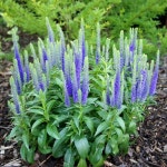 뿌리]베로니카(꼬리풀)-얼스터 드워프 블루-뿌리2개셋트   Q1475 : 선주네