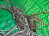 청정 뻘낙지 신안 무안 산낙지 목포 세발낙지 국산 : 신안대호수산