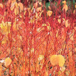 신품종말채(애니스윈터오렌지) 나무 묘목 9cm포트(P9) 1개/정원수 조경수 : 순수둥이농원