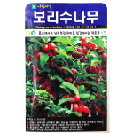 보리수나무 300립 아람 25년 보리수나무씨앗 : 제일농약사