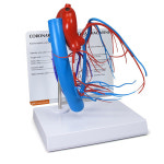 [GPI] 심장 관상동맥 혈관모형 G2575 : 닥터메디