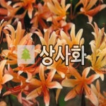 상사화 꽃구근 제주상사화 개화주 10개묶음 : 목림원예