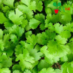 고수 모종 (2개) 베란다 텃밭 공기정화식물 허브 : 모종시장 모종114