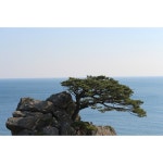 해송 바다소나무 다년생 노지월동 분재용 묘목 B03 : 그린아트미