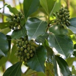 묘목/황칠나무 실생1년포트묘/5개묶음  TH313 : 느티나무아래