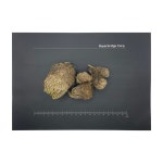 예리코의 장미 Rose of jericho Selaginella lepidophylla : 주식회사 바이어브릿지