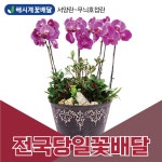 해시계꽃배달 무늬호접란 서양란 개업축하화분 승진화분 당일꽃배달 꽃배달서비스 : 금강산업