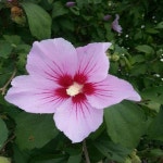 무궁화나무/성목R3CM_(개화주)/조경수/정원수/묘목/A0629 : TCM