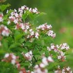 나무생각 / 댕강나무 / 1m / 개화주 : 착한가격 나무생각