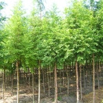 메타세콰이어나무/실생1년_특묘(10주묶음)/조경수/정원수/묘목/A0619 : TCM